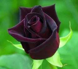 Rose Black Magic (Blek Medzhik), descrierea motivului pentru popularitate, mașini agricole, în decorarea grădinii, fotografia