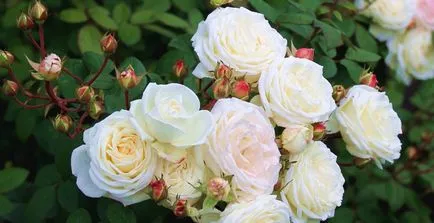 Rose-shraby ce este, fotografii, descriere, plantare, îngrijire, soiuri