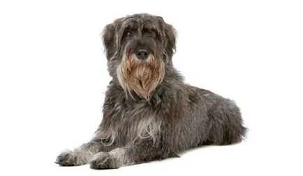 Descrierea Schnauzer a naturii și caracteristicile rocii germane (descriere) Descrierea schnauzer uriaș a naturii și caracteristicile rasei germane