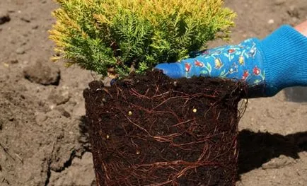 Stancarie fotografie de conifere și pașii necesari pentru crearea unui mini-peisaj de plante conifere (conifere din fotografiile Rockeries la orice video de acasă conifere pipernicit cum să facă) fotografie stancarie de conifere și pașii necesari pentru crearea unui mini-peisaj de plante conifere