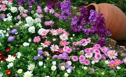 Daisy plantare de grădină și îngrijirea diferitelor soiuri (de îngrijire) Daisy plantare de grădină și de îngrijire de diferite soiuri
