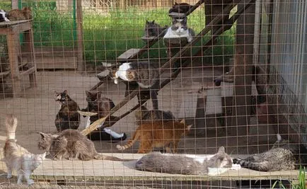 Clasificarea cele mai bune adăposturi de animale în cazul în care câinii și pisicile este bun (animal) Clasificarea cele mai bune adăposturi de animale în cazul în care câinii și pisicile sunt bine