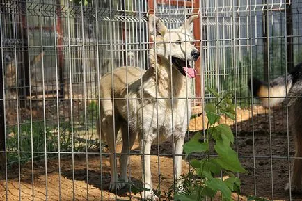Clasificarea cele mai bune adăposturi de animale în cazul în care câinii și pisicile și (adăposturi) Clasificarea cele mai bune adăposturi de animale în cazul în care câinii și pisicile sunt bine