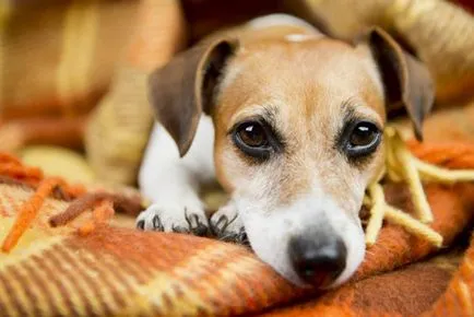 Clasificarea cele mai bune adăposturi de animale în cazul în care câinii și pisicile este bun (animal) Clasificarea cele mai bune adăposturi de animale în cazul în care câinii și pisicile sunt bine