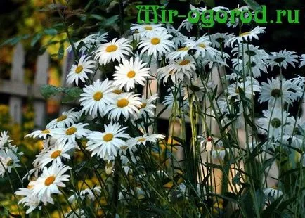 Daisies în creștere din semințe