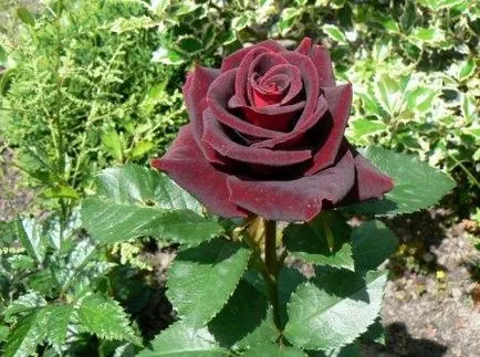 Rose Black Magic, fotografii