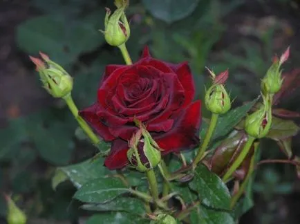 Rose Black Magic (Blek Medzhik), descrierea motivului pentru popularitate, mașini agricole, în decorarea grădinii, fotografia