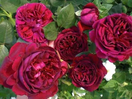 Rose-shraby ce este, fotografii, descriere, plantare, îngrijire, soiuri