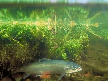 Peștii descriere inconnu aspect, habitat, specii și valoarea fotografiei (pește) Pește aspect descriere Inconnu, habitat, specii și valoarea foto