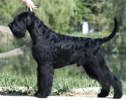 Schnauzer uriaș foto, pret, descriere rasa, caracter, video - watchdog meu