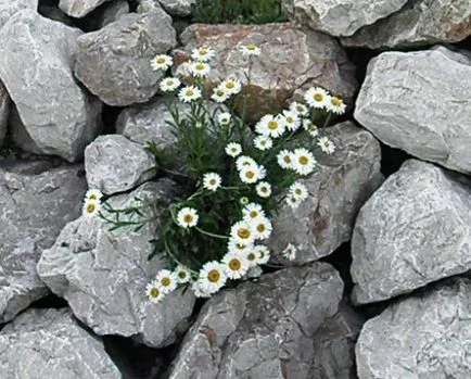 Daisy plantare de grădină și îngrijirea diferitelor soiuri (de îngrijire) Daisy plantare de grădină și de îngrijire de diferite soiuri