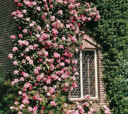 Trandafiri în designul de grădină și metanii originale fotografie pentru decorare peisaj (foto) Trandafiri în designul de grădină și fotografii ale originalului grădini de trandafiri pentru a decora peisajul