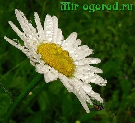 Daisies în creștere din semințe