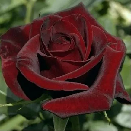 Rose Blek Medzhik (Black Magic) grad fotografie, descrierea ce populare, în creștere în peisajul (Magic) Rose Blek Medzhik (Black Magic) grad fotografie, descrierea ce populare, în creștere în peisajul