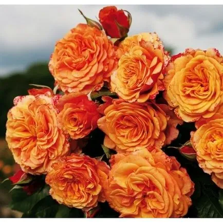 Rose-shraby ce este, fotografii, descriere, plantare, îngrijire, soiuri