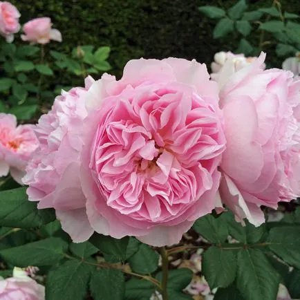 Rose-shraby ce este, fotografii, descriere, plantare, îngrijire, soiuri