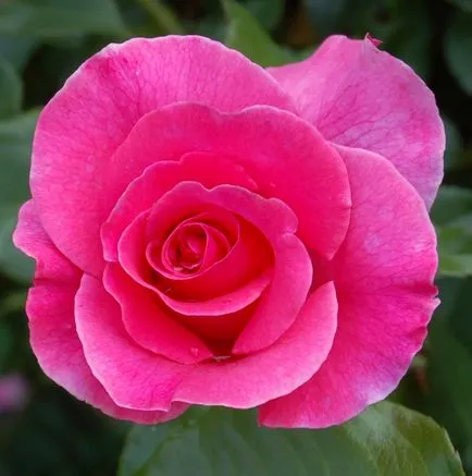 Rose-shraby ce este, fotografii, descriere, plantare, îngrijire, soiuri