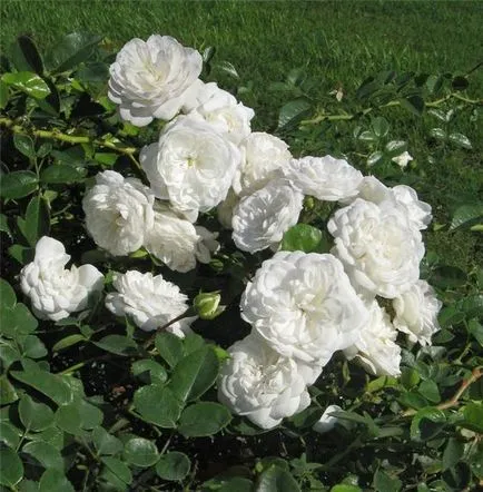 Rose-shraby ce este, fotografii, descriere, plantare, îngrijire, soiuri