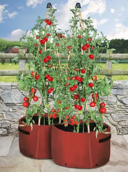 tomate de pește pe un -Optim îngrășământ pat