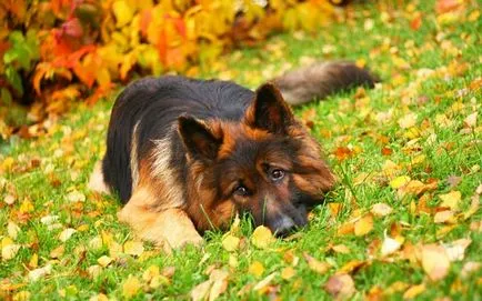 Ciobănesc german