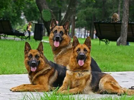 Ciobănesc german