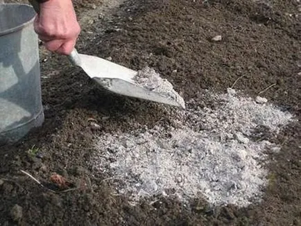 Infuzia de cenușă - un asistent ieftin, dar eficient