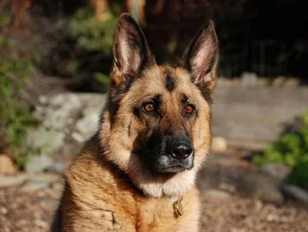 Ciobănesc german