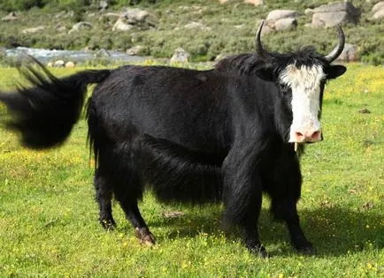 vaca Fancy - Fair Masters - manual, lucrate manual