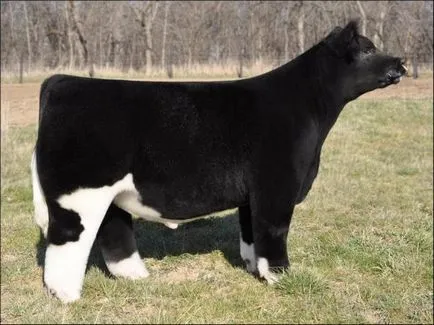 vaca Fancy - Fair Masters - manual, lucrate manual