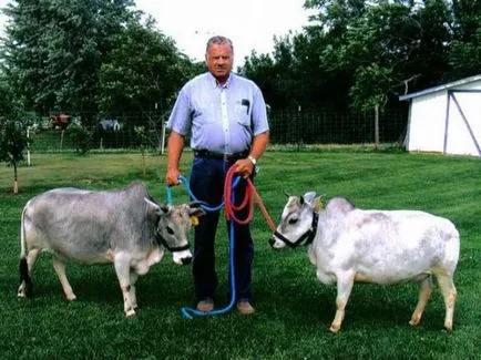 vaca Fancy - Fair Masters - manual, lucrate manual