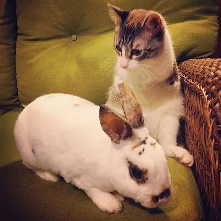 Neobișnuit Cat - Star Instagram - umor FM - șef al umorului (poate) Cat neobișnuită - Star Instagram - umor FM - șef al umorului