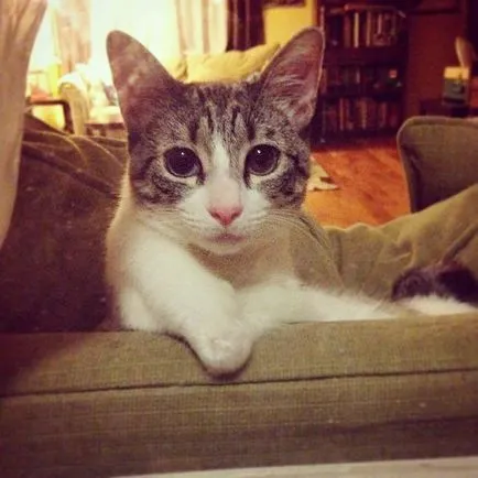 Neobișnuit Cat - Star Instagram - umor FM - șef al umorului (a dat) Cat neobișnuită - Star Instagram - umor FM - șef al umorului
