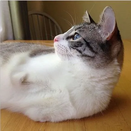 Neobișnuit Cat - Star Instagram - umor FM - șef al umorului (a dat) Cat neobișnuită - Star Instagram - umor FM - șef al umorului