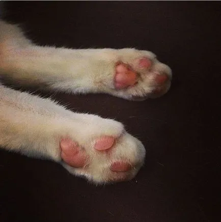 Neobișnuit Cat - Star Instagram - umor FM - șef al umorului (primul) Cat neobișnuită - Star Instagram - umor FM - șef al umorului