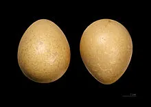 bibilici ordinare - o