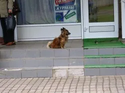 Am nevoie de câinele meu de a comunica cu alti caini fara probleme de câine