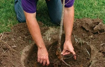 plantare pațachină și îngrijire de plante în grădină (grădină) plantare de cătină și îngrijire de plante din grădină