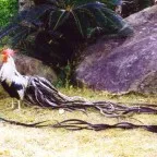 Prezentare generală pui tipuri de roci pitice decorative, caracteristici, fotografii și video