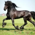 Prezentare generală cai costum de oaie, descrierea și fotografia acestuia