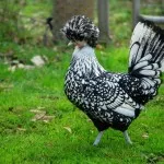 Prezentare generală pui tipuri de roci pitice decorative, caracteristici, fotografii și video