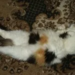 Ce pisici, blog-ul de divertisment și informativ al casei soarelui răsare (pisica) Ce pisici, blog-ul de divertisment și informativ al casei soarelui răsare