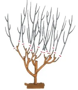 Garden Tunderea cum și când să prune copaci în grădină (grădină) Garden Tunderea cum și când să prune copaci în grădină
