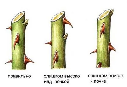 trandafiri de tăiere