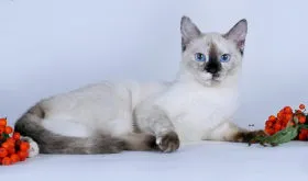 Culori - Thai - pepiniera - Est Magic