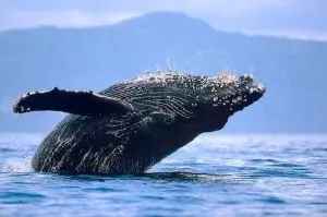 Ce balene cântând, animale de companie
