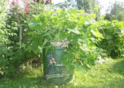 Castraveți în cultivarea butoaie, plantare, îngrijire, comentarii, foto, video