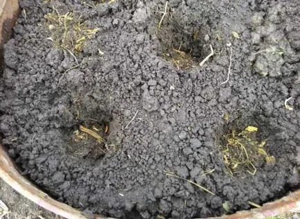 Castraveți în cultivarea butoaie, plantare, îngrijire, comentarii, foto, video