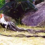 Descriere pui rasa Phoenix cu frumoasa fotografie a reprezentanților ei tipice