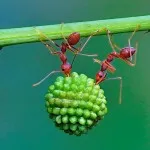 Do Mantis periculoase pentru om