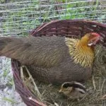 Descriere pui rasa Phoenix cu frumoasa fotografie a reprezentanților ei tipice